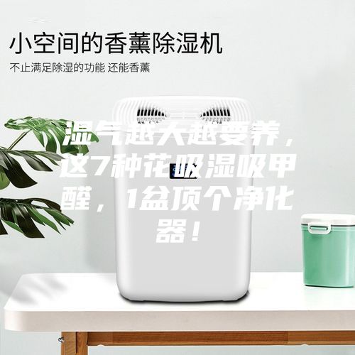 濕氣越大越要養(yǎng),這7種花吸濕吸甲醛,1盆頂個凈化器!