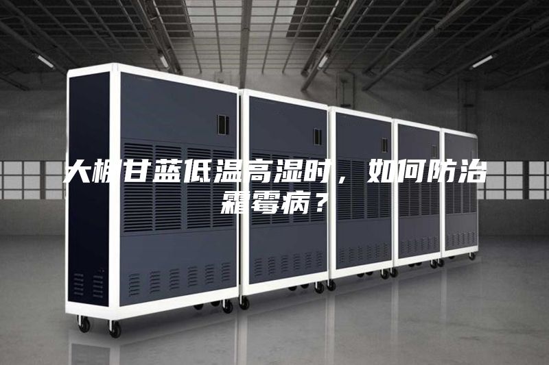 大棚甘藍(lán)低溫高濕時，如何防治霜霉病？